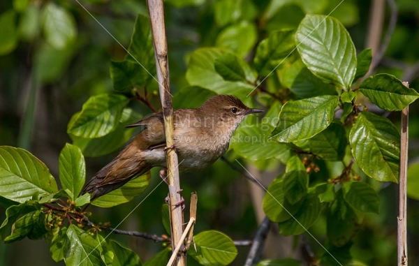 Klikni za ogled večje slike
