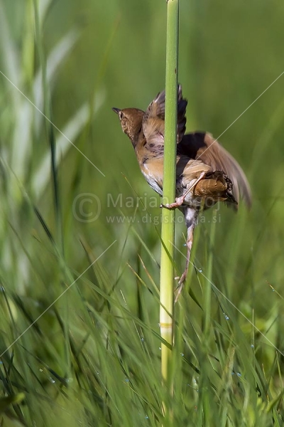 Klikni za ogled večje slike
