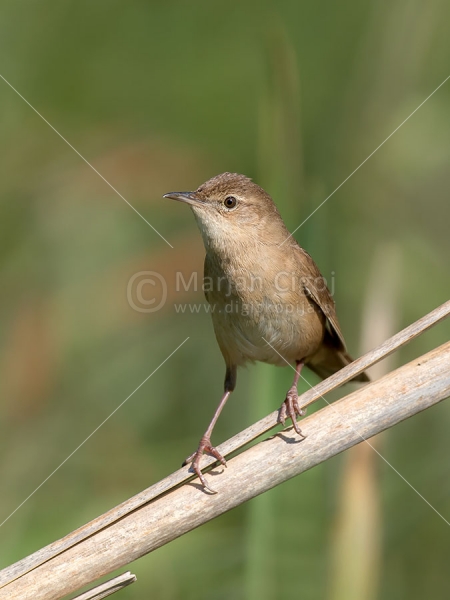 Klikni za ogled večje slike