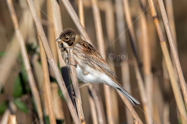 Klikni za ogled večje slike