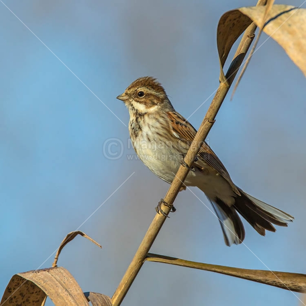 Klikni za ogled večje slike