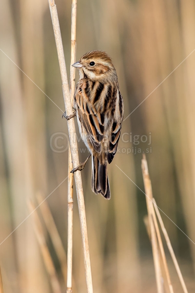 Klikni za ogled večje slike