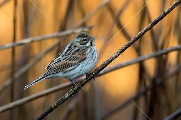 Klikni za ogled večje slike