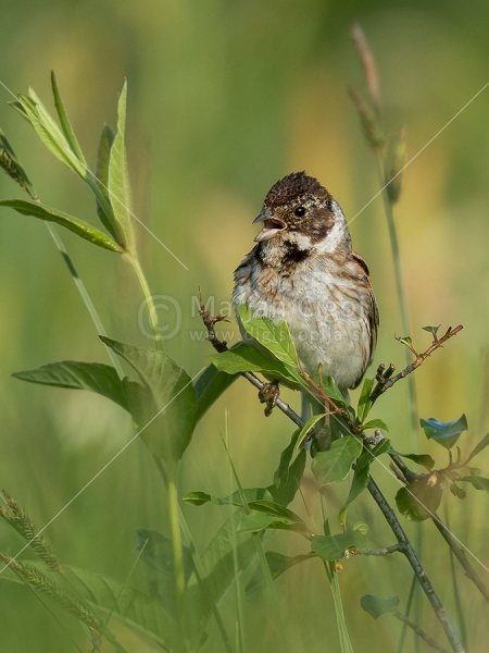 Klikni za ogled večje slike