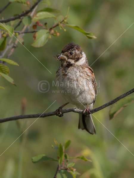 Klikni za ogled večje slike