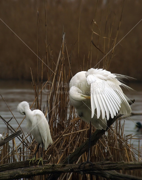 Klikni za ogled večje slike