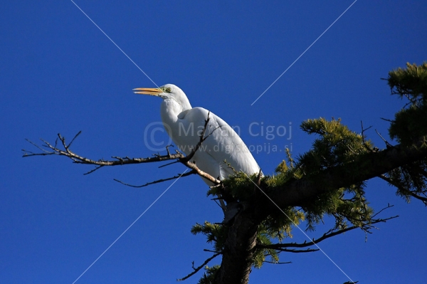 Klikni za ogled večje slike