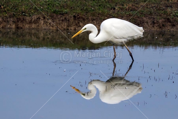 Klikni za ogled večje slike