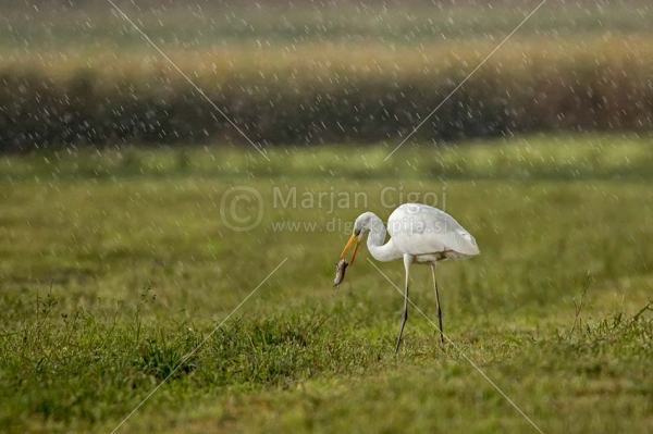 Klikni za ogled večje slike