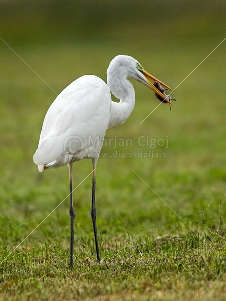 Klikni za ogled večje slike