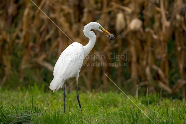 Klikni za ogled večje slike
