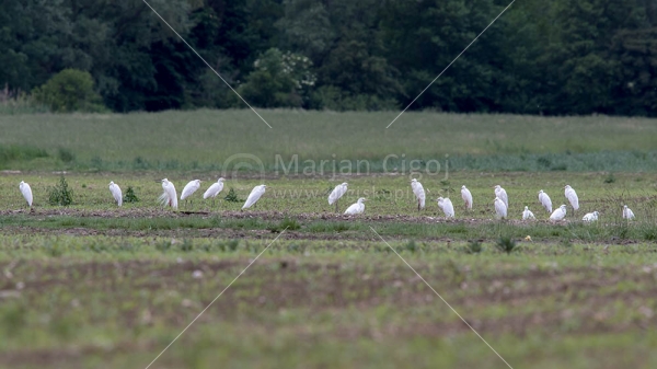 Klikni za ogled večje slike
