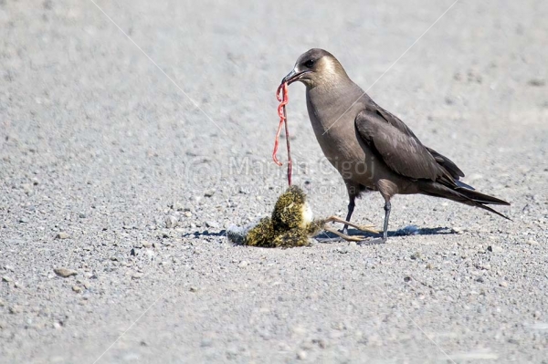 Klikni za ogled večje slike