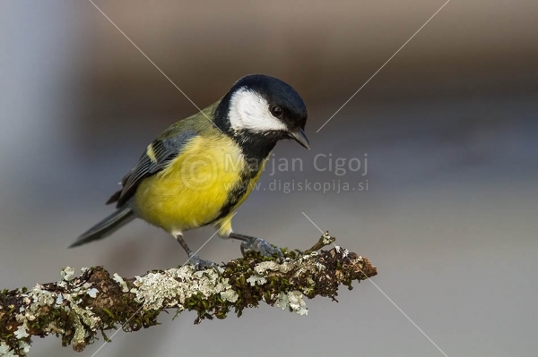 Klikni za ogled večje slike