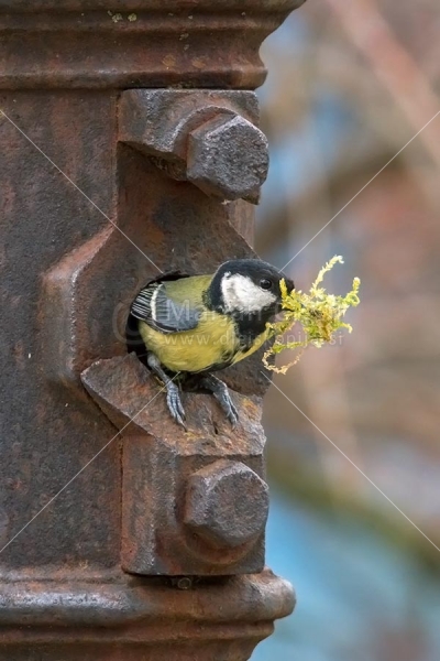 Klikni za ogled večje slike