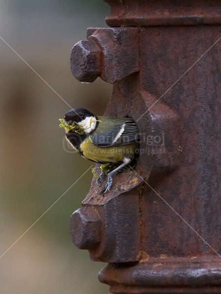 Klikni za ogled večje slike