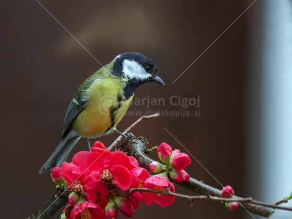 Klikni za ogled večje slike