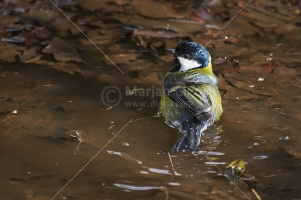 Klikni za ogled večje slike