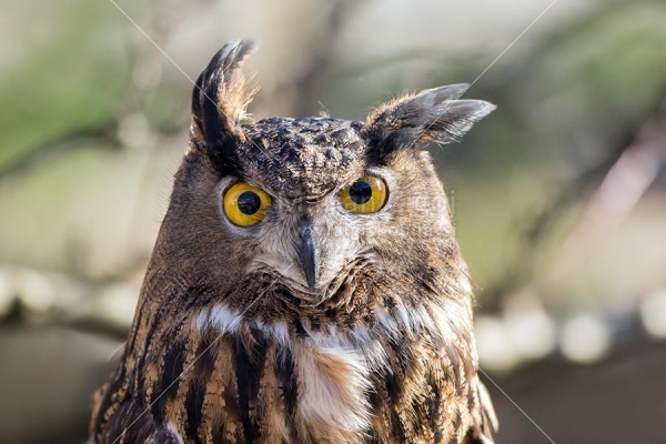 Klikni za ogled večje slike