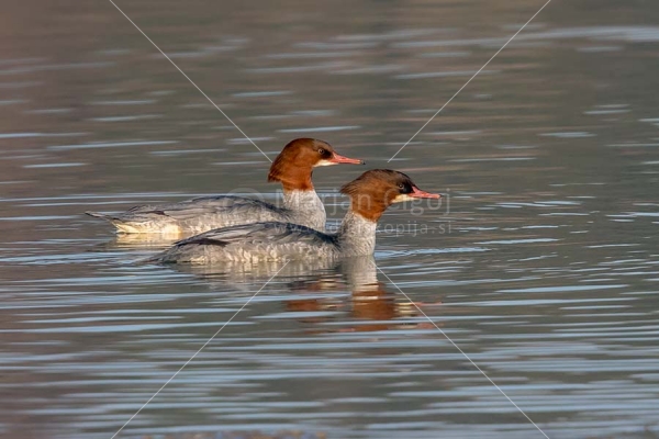 Klikni za ogled večje slike