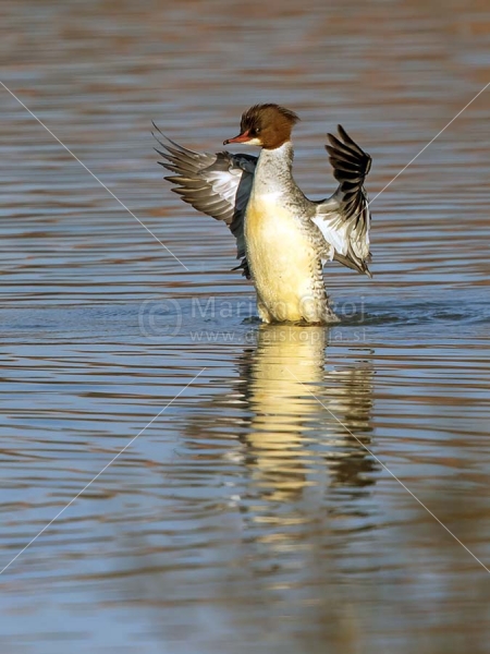 Klikni za ogled večje slike