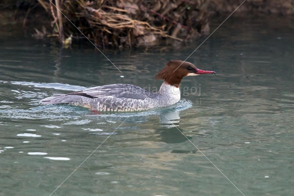 Klikni za ogled večje slike