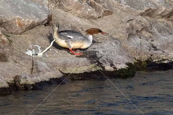 Klikni za ogled večje slike