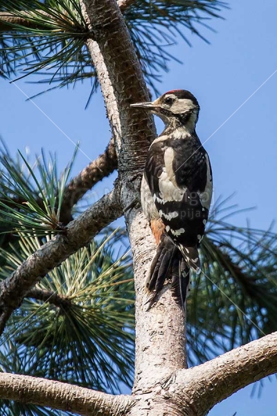 Klikni za ogled večje slike