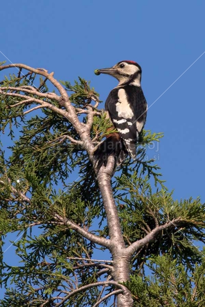 Klikni za ogled večje slike