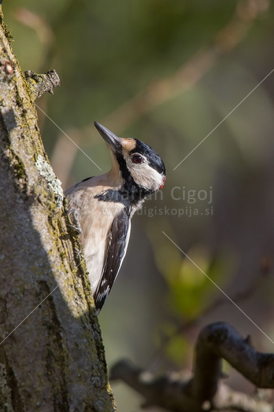 Klikni za ogled večje slike