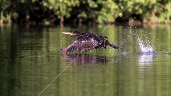 Klikni za ogled večje slike