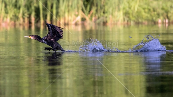 Klikni za ogled večje slike