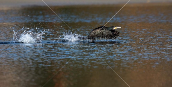 Klikni za ogled večje slike