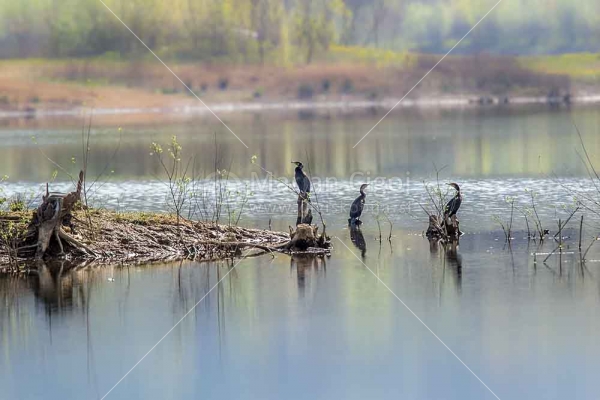 Klikni za ogled večje slike