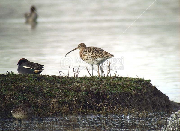 Klikni za ogled večje slike