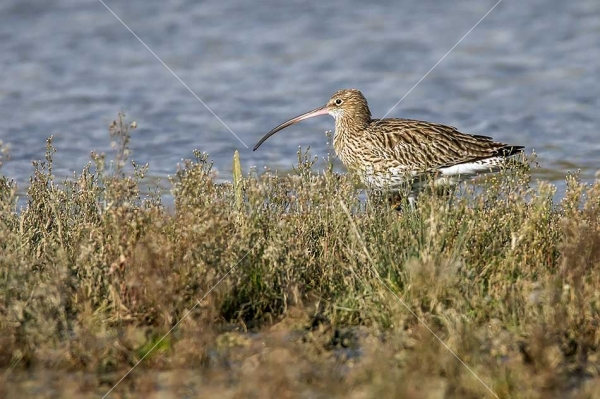 Klikni za ogled večje slike