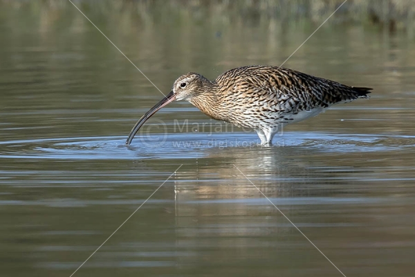 Klikni za ogled večje slike
