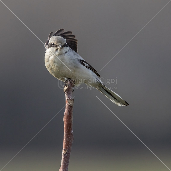 Klikni za ogled večje slike
