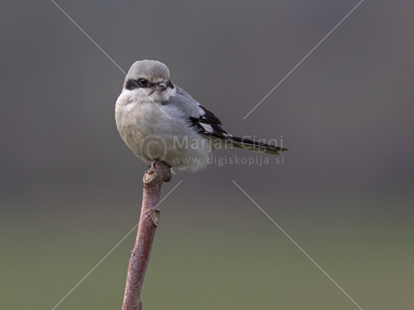 Klikni za ogled večje slike