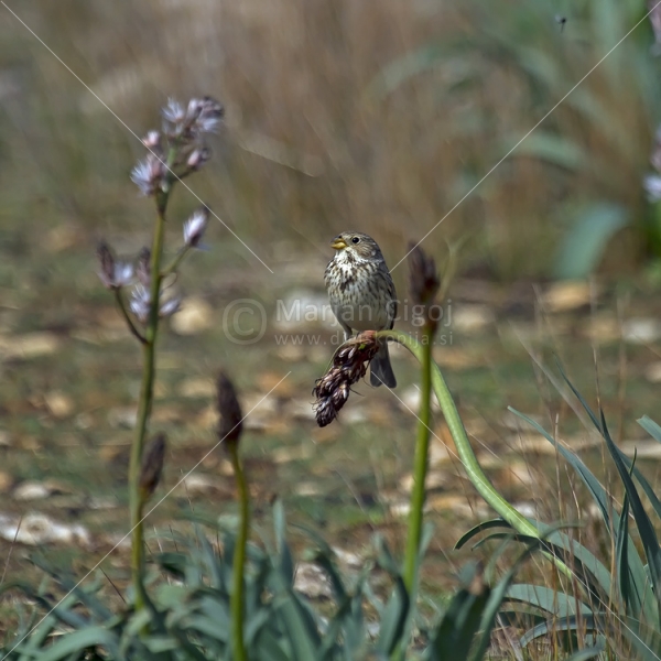 Klikni za ogled večje slike
