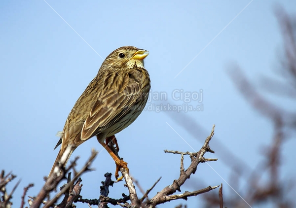 Klikni za ogled večje slike