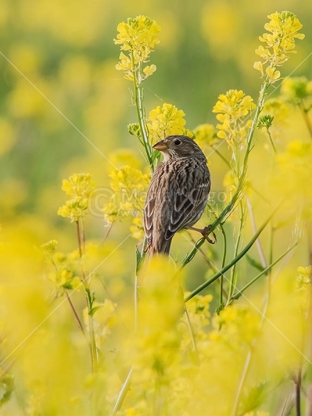 Klikni za ogled večje slike