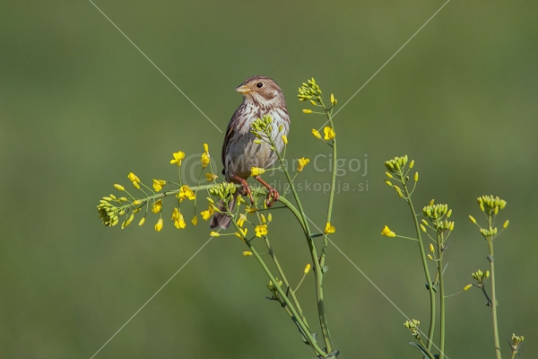 Klikni za ogled večje slike