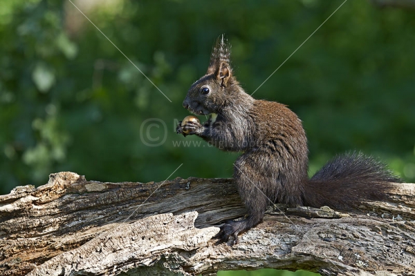 Klikni za ogled večje slike