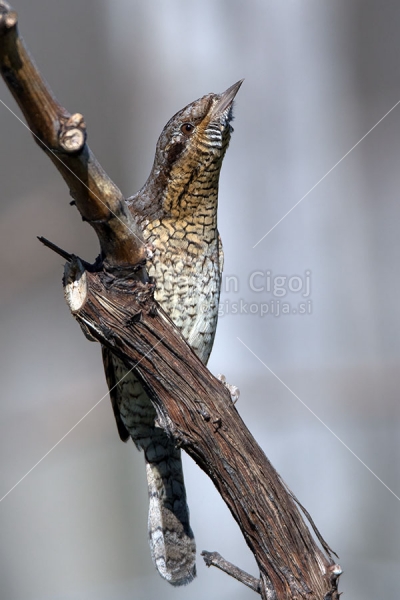 Klikni za ogled večje slike