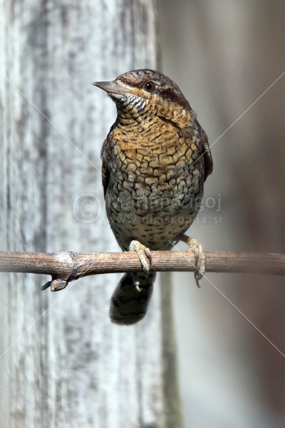 Klikni za ogled večje slike