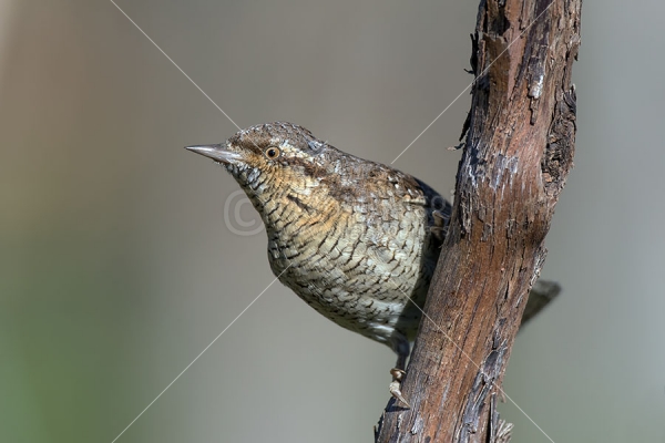 Klikni za ogled večje slike