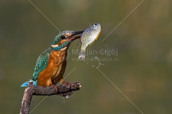 Klikni za ogled večje slike