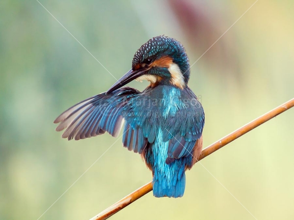 Klikni za ogled večje slike