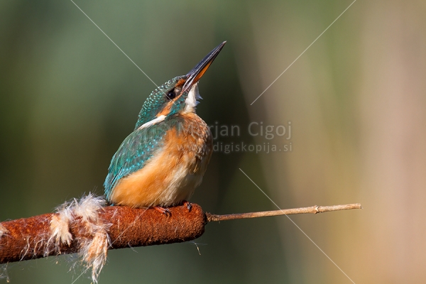 Klikni za ogled večje slike